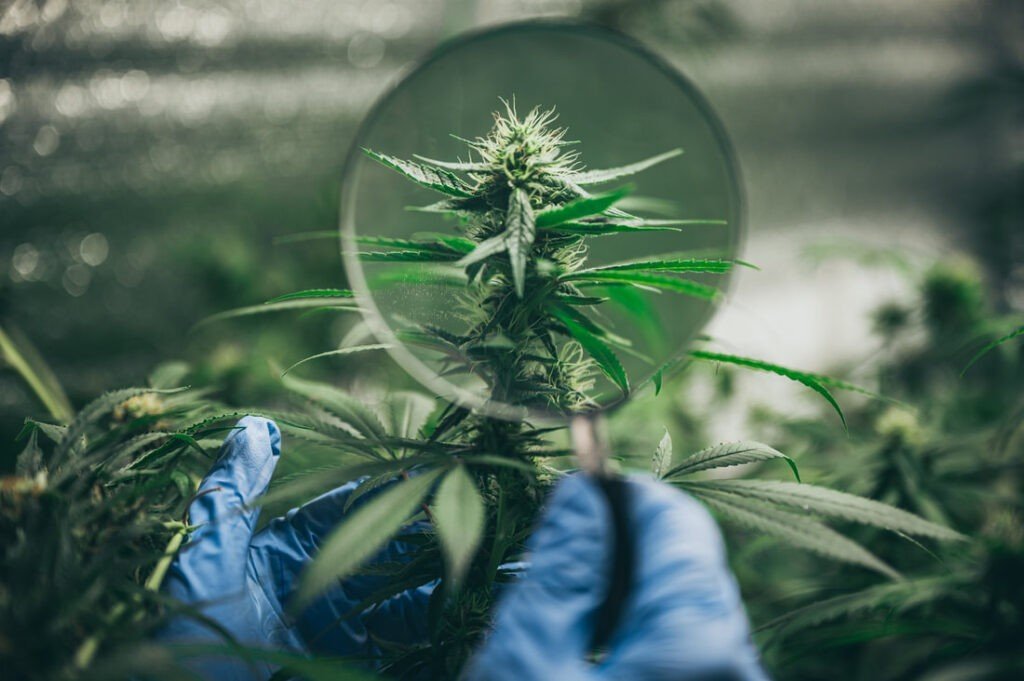 Delta 8 Thc Vs Delta 9 THC:  How Is Delta Thc Related To Hemp?