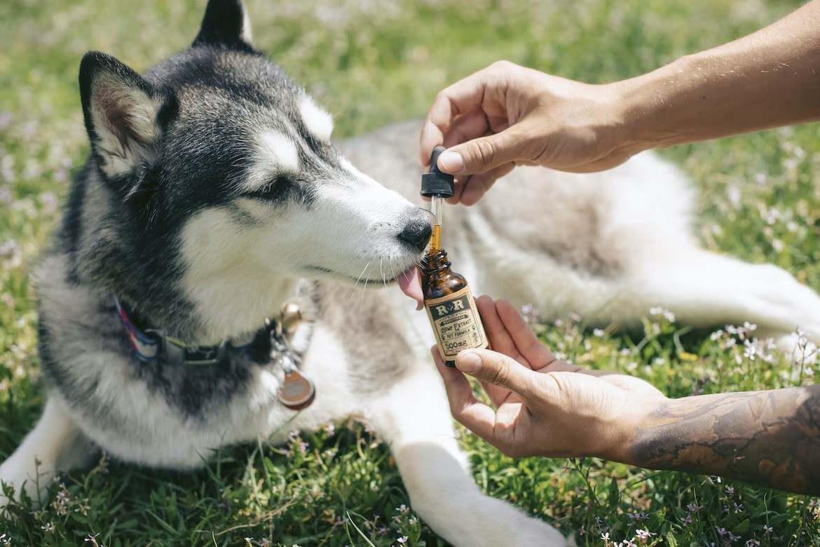 You may be able to help a pet with anxiety using.