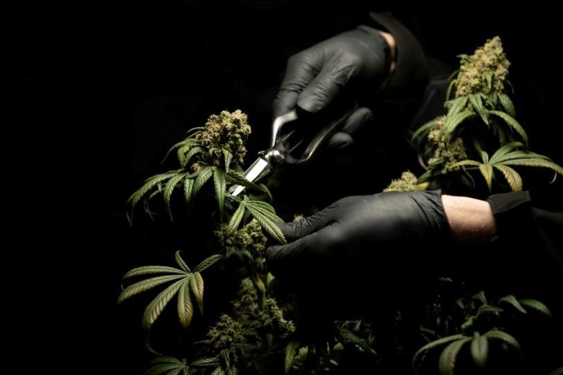 A person clipping off a hemp flower from a plant