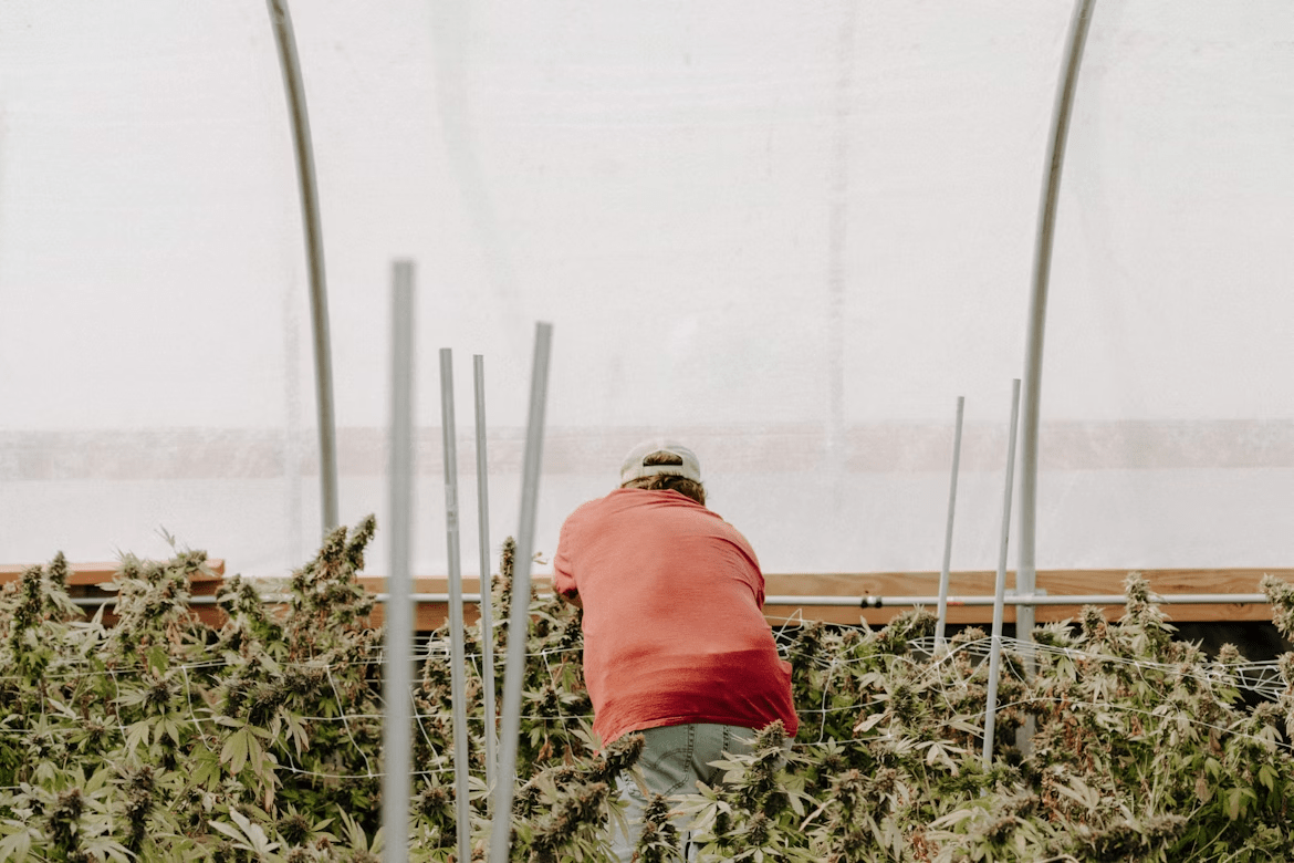 An image of a cultivator checking on the crop of hemp grown to extract delta-8 compound.